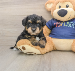 6 week old Mini Schnoodle Puppy For Sale - Puppy Love PR