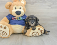 7 week old Mini Schnoodle Puppy For Sale - Puppy Love PR