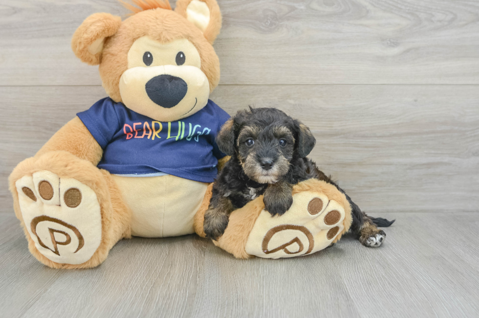 6 week old Mini Schnoodle Puppy For Sale - Puppy Love PR