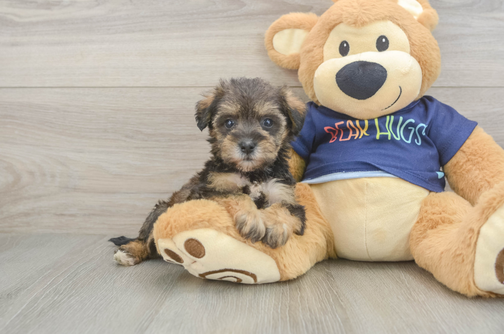 5 week old Mini Schnoodle Puppy For Sale - Puppy Love PR