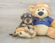 9 week old Mini Schnoodle Puppy For Sale - Puppy Love PR