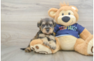 Cute Mini Schnoodle Baby