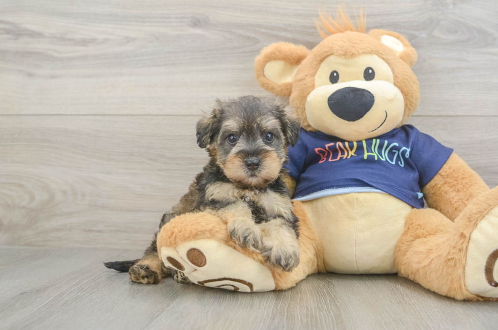 5 week old Mini Schnoodle Puppy For Sale - Puppy Love PR