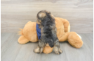 Mini Schnoodle Pup Being Cute