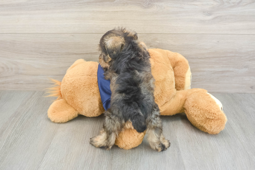 Mini Schnoodle Pup Being Cute