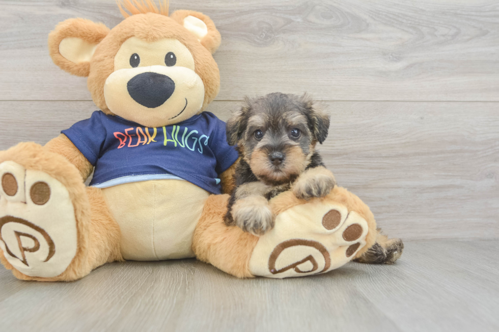 Cute Mini Schnoodle Poodle Mix Pup