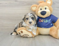 6 week old Mini Schnoodle Puppy For Sale - Puppy Love PR