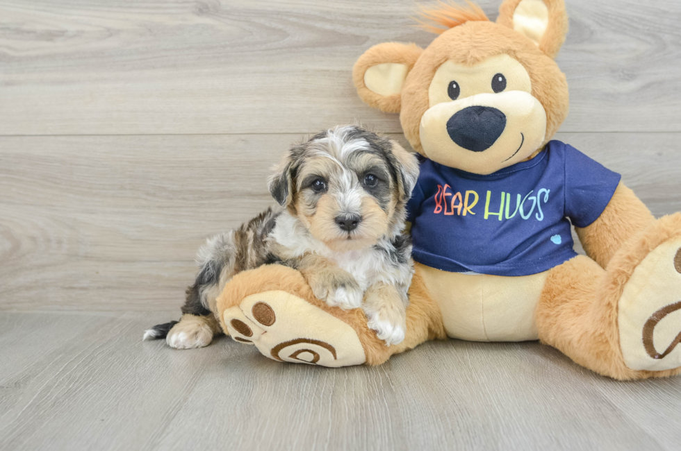 6 week old Mini Schnoodle Puppy For Sale - Puppy Love PR