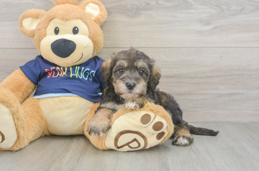 5 week old Mini Schnoodle Puppy For Sale - Puppy Love PR