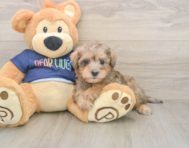 6 week old Mini Schnoodle Puppy For Sale - Puppy Love PR