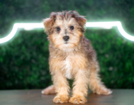10 week old Mini Schnoodle Puppy For Sale - Puppy Love PR