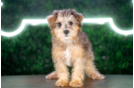 Mini Schnoodle Puppy for Adoption