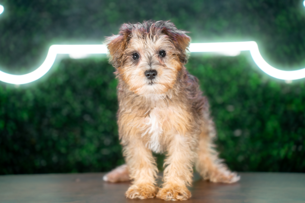 Mini Schnoodle Puppy for Adoption