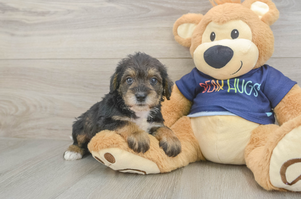 5 week old Mini Schnoodle Puppy For Sale - Puppy Love PR