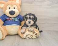 7 week old Mini Schnoodle Puppy For Sale - Puppy Love PR