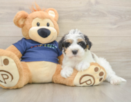 6 week old Mini Schnoodle Puppy For Sale - Puppy Love PR