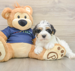 7 week old Mini Schnoodle Puppy For Sale - Puppy Love PR