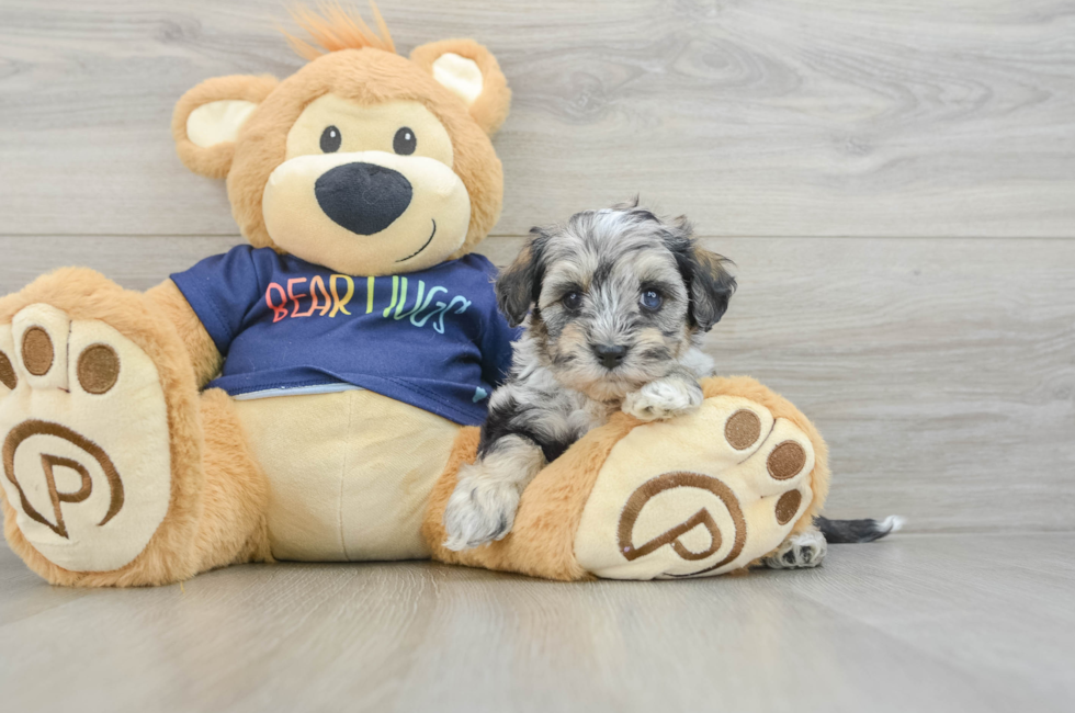 6 week old Mini Schnoodle Puppy For Sale - Puppy Love PR
