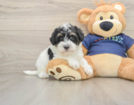 6 week old Mini Schnoodle Puppy For Sale - Puppy Love PR