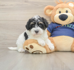 7 week old Mini Schnoodle Puppy For Sale - Puppy Love PR