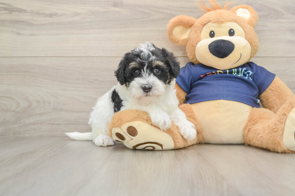 Cute Mini Schnoodle Poodle Mix Puppy