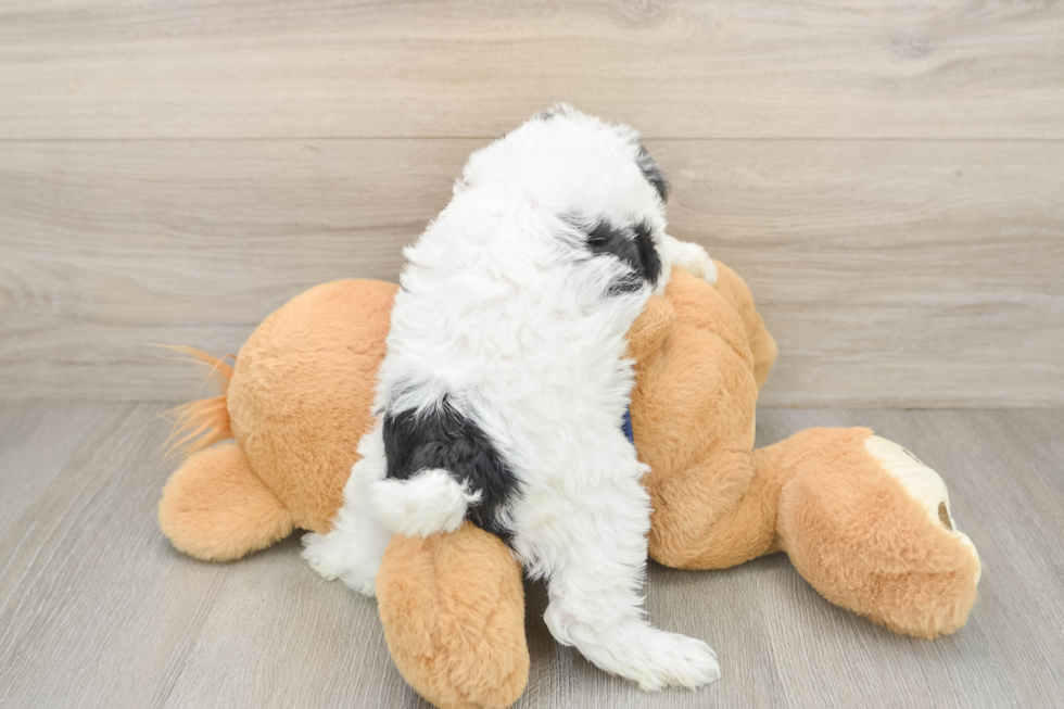 Mini Schnoodle Pup Being Cute