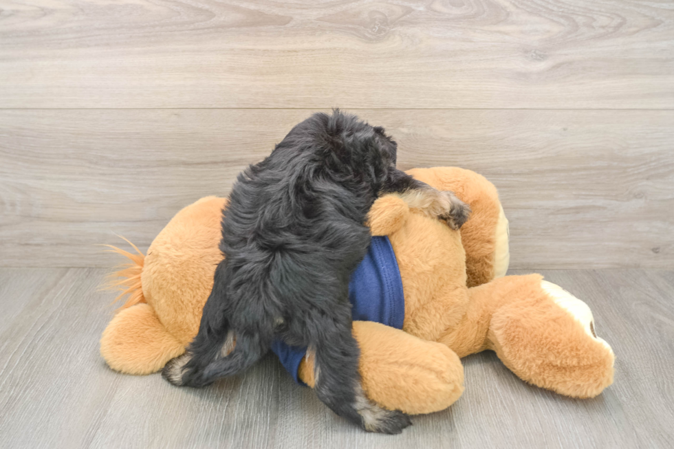 Cute Mini Schnoodle Poodle Mix Pup