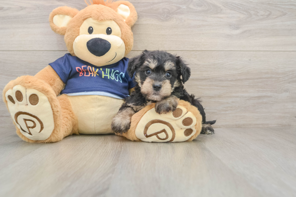 Mini Schnoodle Puppy for Adoption