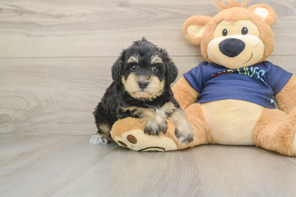 Cute Mini Schnoodle Poodle Mix Pup