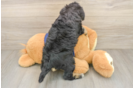 Cute Mini Schnoodle Baby