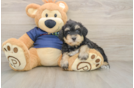 Mini Schnoodle Pup Being Cute