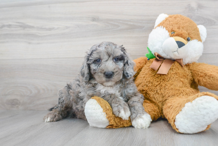 Cute Sheep Dog Poodle Mix Puppy