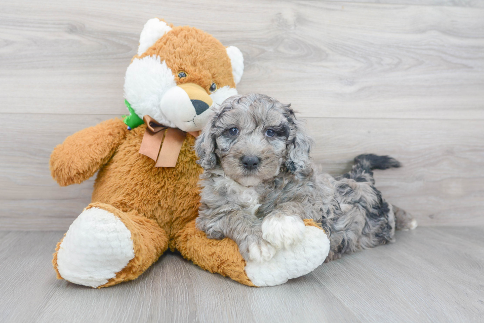 Best Mini Sheepadoodle Baby