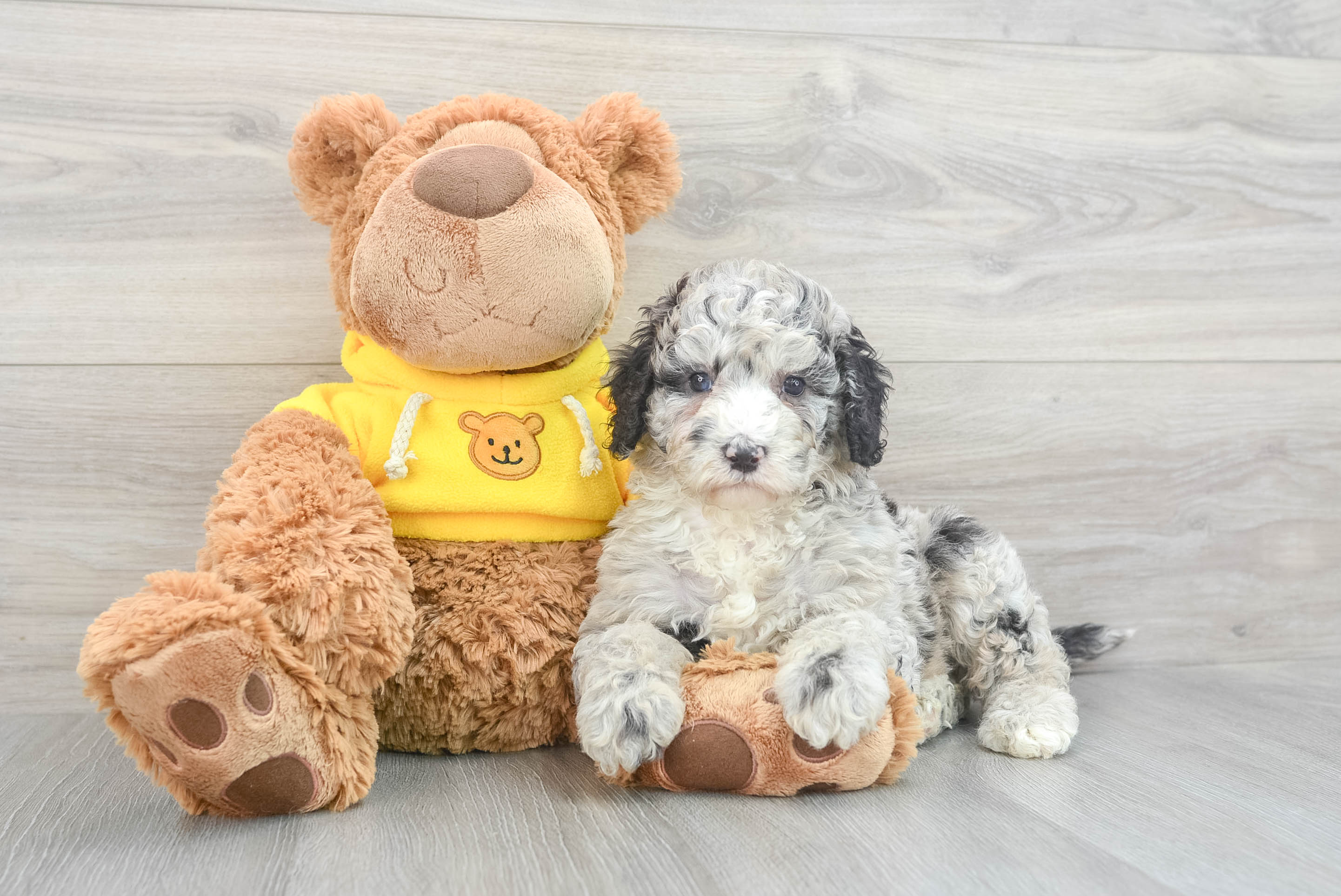 Mini Sheepadoodle Pup Being Cute