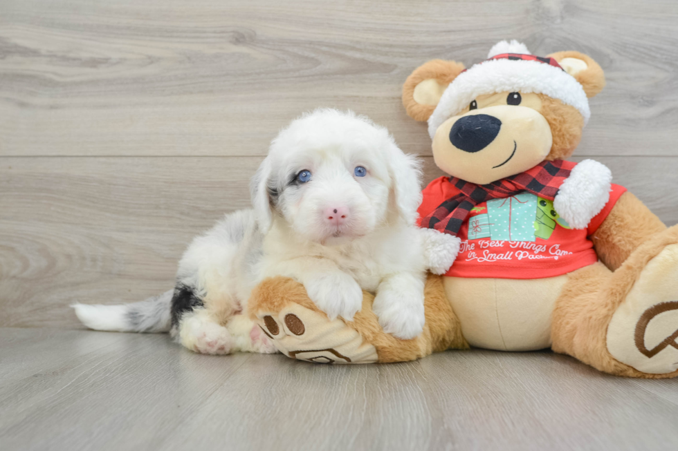 Fluffy Mini Sheepadoodle Poodle Mix Pup