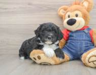 5 week old Mini Sheepadoodle Puppy For Sale - Puppy Love PR