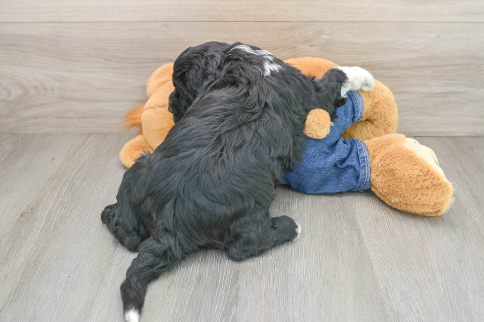 Mini Sheepadoodle Pup Being Cute