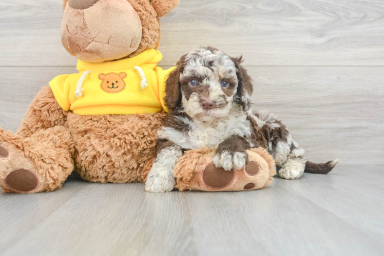 Meet Baloo - our Mini Sheepadoodle Puppy Photo 1/3 - Puppy Love PR Popular Mini Sheepadoodle Poodle Mix Pup