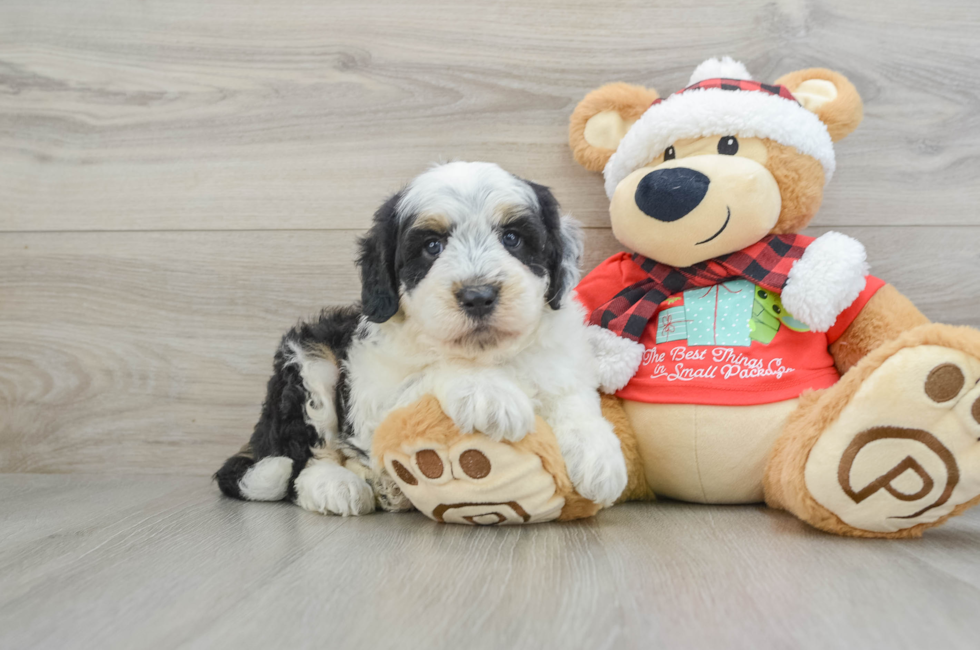 5 week old Mini Sheepadoodle Puppy For Sale - Puppy Love PR