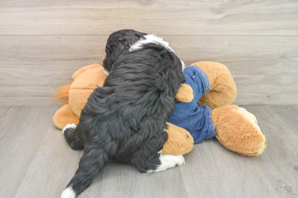 Fluffy Mini Sheepadoodle Poodle Mix Pup