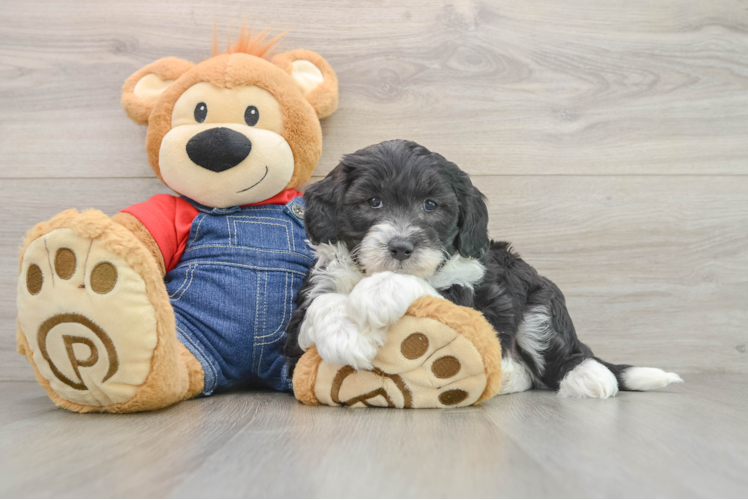 Energetic Mini Sheepapoo Poodle Mix Puppy