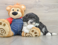 6 week old Mini Sheepadoodle Puppy For Sale - Puppy Love PR