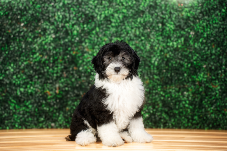 Mini Sheepadoodle Pup Being Cute