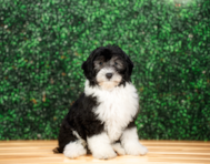 10 week old Mini Sheepadoodle Puppy For Sale - Puppy Love PR
