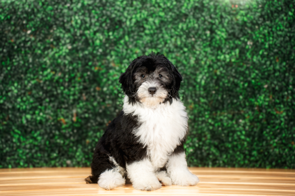 Mini Sheepadoodle Pup Being Cute