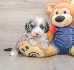 6 week old Mini Sheepadoodle Puppy For Sale - Puppy Love PR