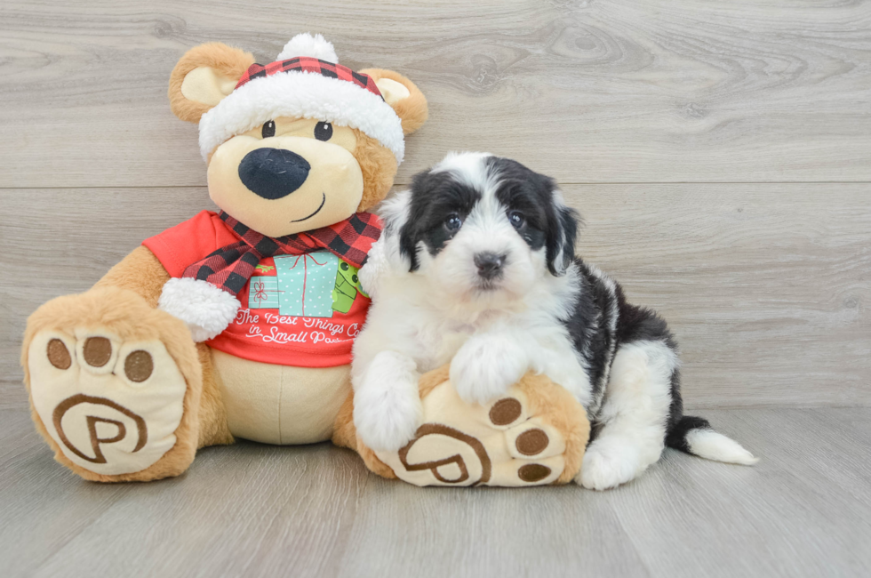 5 week old Mini Sheepadoodle Puppy For Sale - Puppy Love PR