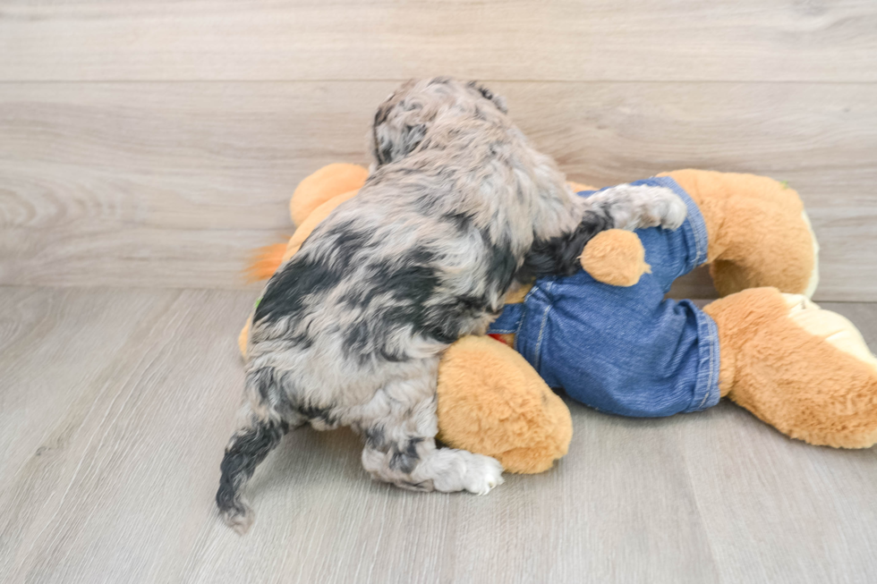 Best Mini Sheepadoodle Baby