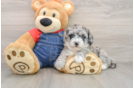 Hypoallergenic Sheep a Poo Poodle Mix Puppy
