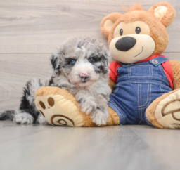 6 week old Mini Sheepadoodle Puppy For Sale - Puppy Love PR